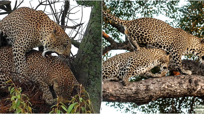 Intriguing Encounters: Uncommon Leopard Mating Behavior Captured in a Bird’s Nest