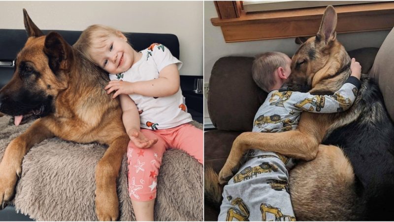 Unspoken Bonds: A Devoted Dog’s Heartwarming Embrace for a 2-Year-Old Owner