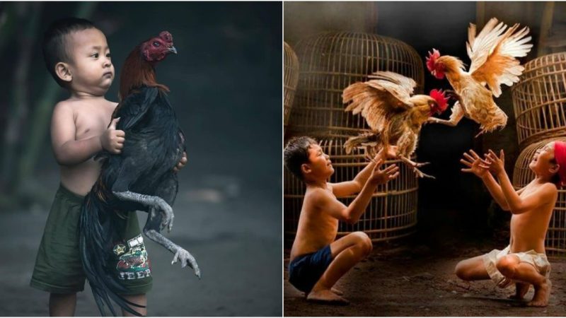 A Viral Embrace: The Endearing Bond Between a Rural Child and His Rooster Takes the Internet by Storm