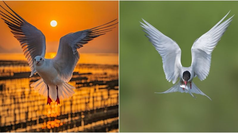 The Enigmatic Charm of the Brown-headed Gull: A Glimpse into Nature’s Elegance