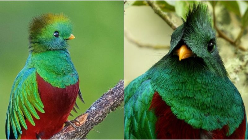 The Majestic Resplendent Quetzal: A Vivid Portrait by Pooja Bhagwat