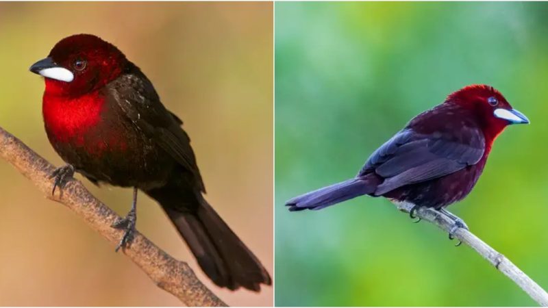 The Silver-Beaked Tanager: A Symphony of Elegance in South American Skies