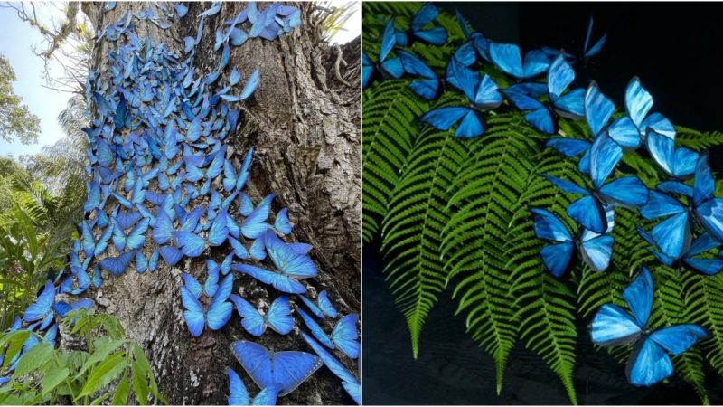 A Color-Changing, Glow-in-the-Dark Butterfly’s 48-Hour Dance of Attraction