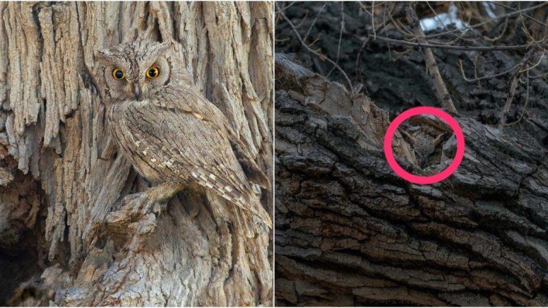 Masterful Illusions: Eastern Screech Owls Harness the Art of Camouflage for Survival