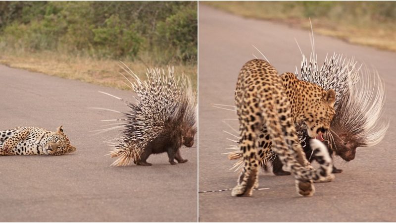 The Porcupine’s Triumph: A Battle of Survival in Kruger National Park