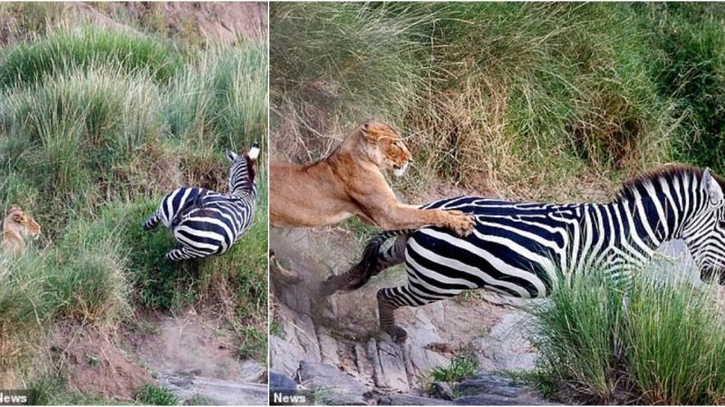 The Daring Escape: Zebra Defies Ambush, Kicking Lioness to Safety