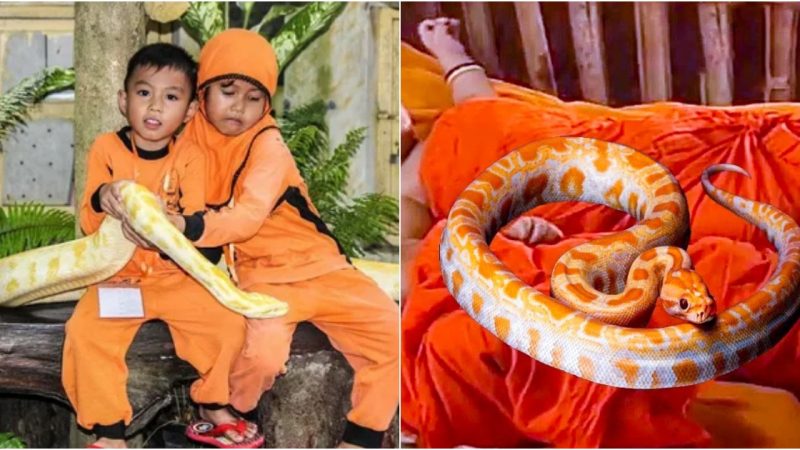 Unforeseen Protector: Enigmatic Giant Yellow Snake Keeps Watch Over Three Babies While Mother is at Work, Stirring Community Confusion (Video).