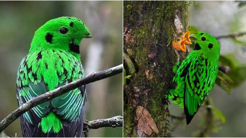 Unveiling the Calyptomena whiteheadi: Beauty and Unique Behaviors