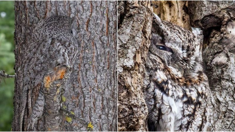 Masterfully Blending In: A Wildlife Photographer Captures the Astonishing Camouflage of an Owl