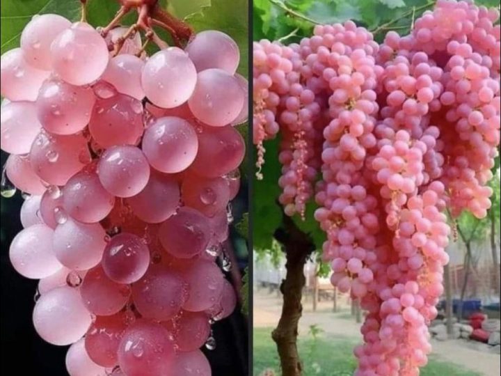 The Pink Koshu Grapes of Japan🍇🍇🩷🩷